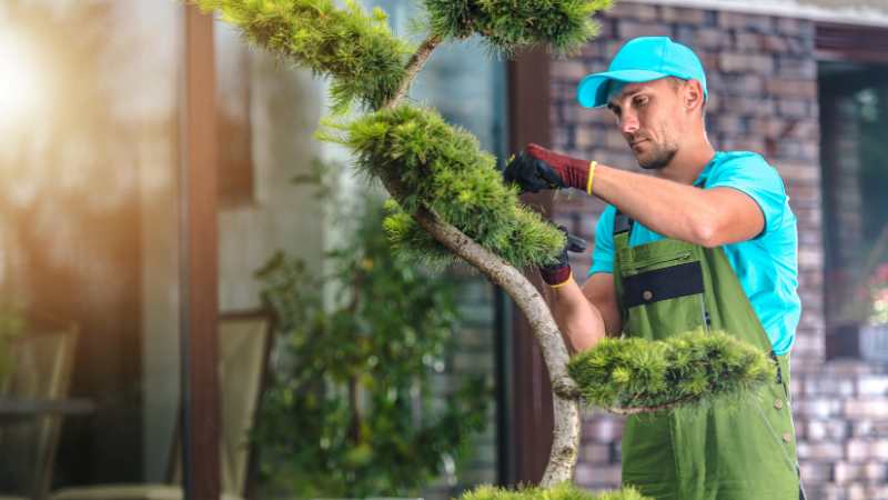 Tree Services